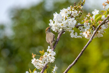 white cherry blossom