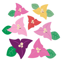 色々な色のブーゲンビリア