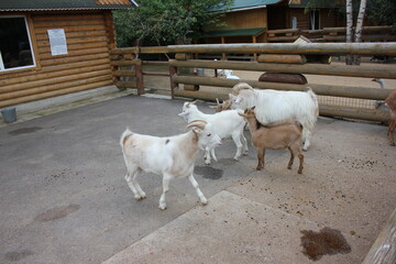 zoo, animals, birds, park, nature