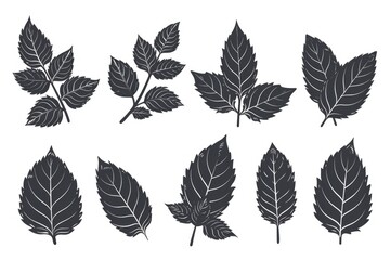 A set of black leaves on a white background. Suitable for various design projects