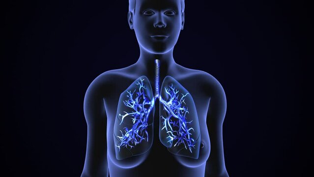 Human lungs Respiratory system health concept