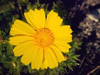 yellow flower