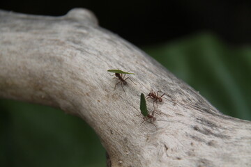Leaf Cutter Ants Carrying Leaves on a Tree Branch.