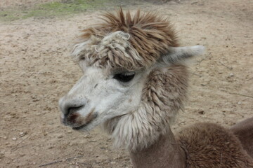 llama in the zoo © Татьяна Осипова
