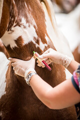 Vet doing blood test on a horse
