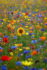 A vast field of cornflowers, poppies and bluebells with one sunflower in the middle, summer photography