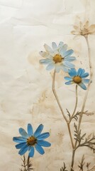 Pressed blue daisy flowers painting plant petal.