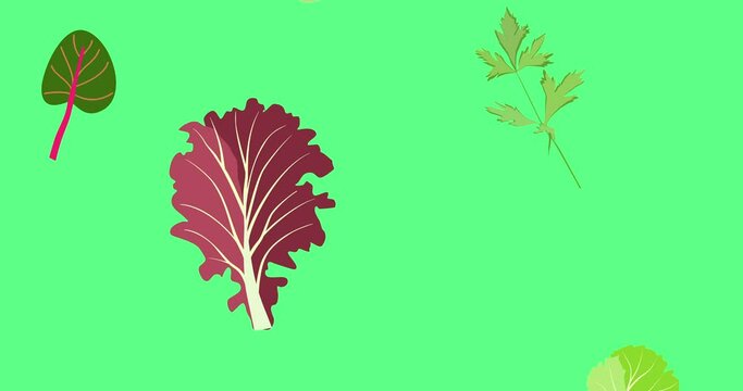 Flying salad leaves animation. Cartoon set green red raw leaves on green screen chroma key. Arugula, spinach, lettuce leaf, watercress. Organic ingredients for cooking healthy food. 4k Looped Footage