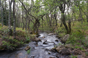 view of a mountain stream in spring in the sierra de guadarrama mountains