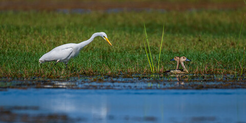 Egret 