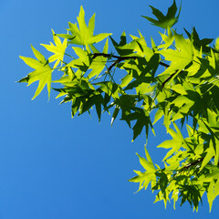 Liquidambar styraciflua or American sweetgum with fresh green leaves  on blue sky background. Amber tree twig in clear sunny day in spring garden. Place for your text