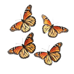 set of butterflies isolated on white
