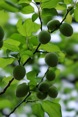 都心散歩　新緑の浜離宮恩賜公園