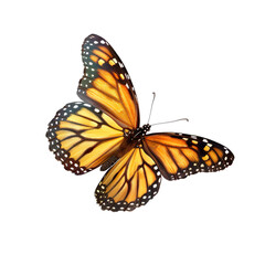 Fototapeta premium butterfly isolated on white