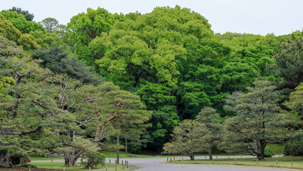Fototapeta premium 都心散歩 新緑の浜離宮恩賜公園