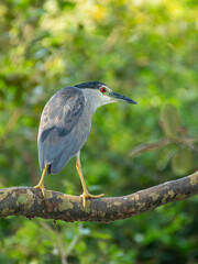 crowned night heron