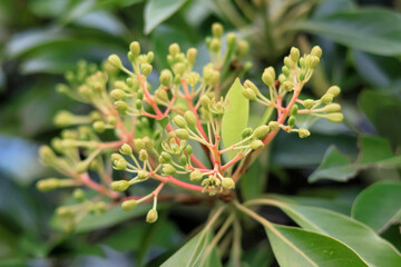 都心散歩　新緑の浜離宮恩賜公園