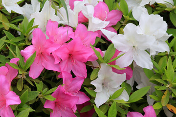 都心散歩　新緑の浜離宮恩賜公園