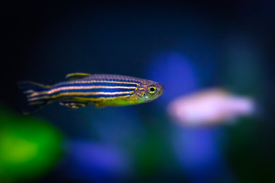 Danio Rerio. Dark nature background.
