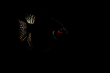 Black Angelfish. Pterophyllum (Angelfish). Dark background.  