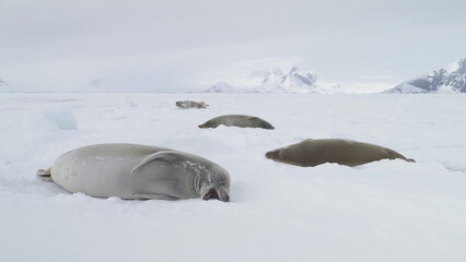 Obraz premium Antarctic Weddell Seal Baby Play Muzzle. Close-up View Polar Crabeater Family Rest on Winter Cold Snow Covered Surface. Antarctica Nature Landscape Wildlife Behavior