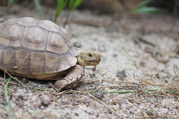 African Sulcata Tortoise Natural Habitat,Close up African spurred tortoise resting in the garden, Slow life ,Africa spurred tortoise sunbathe on ground with his protective shell ,Beautiful Tortoise