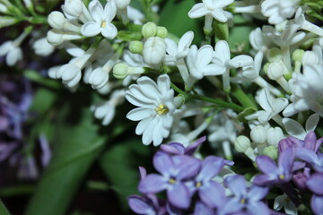 white and purple flowers