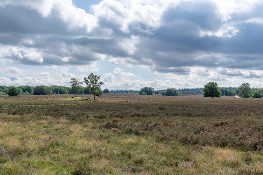 Dutch cloudy skies above the heath near Putten, Netherlands
