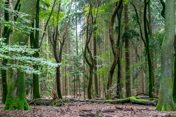 Mossy and winding trees in the forest with the dancing trees, the Speuldersbos near Putten,...