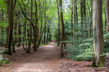 A forest path through the Speuldersbos near Putten, Netherlands