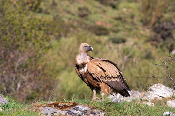 Griffon vulture in the meadow.