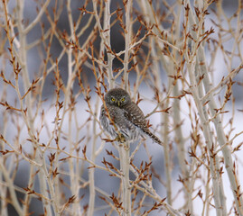 Pygmy owl