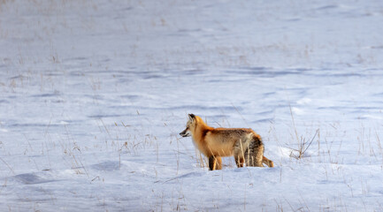 Red fox