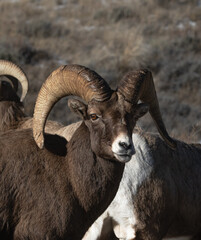 Bighorn sheep