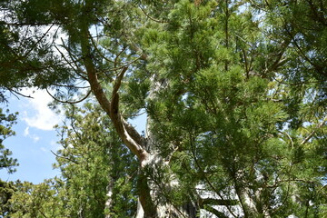 福島県　諏訪神社　福島県の名所