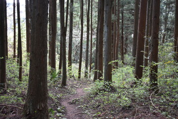 Naklejka premium 福島県 諏訪神社 福島県の名所