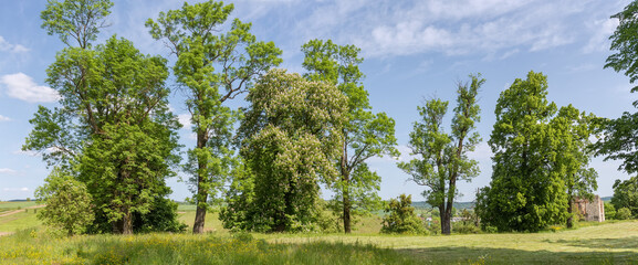 Fototapeta na wymiar Different old deciduous trees on a meadow edge in springtime