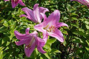 Blooming pink lilies in sunny summer day, close-up