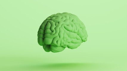 Human brain anatomy organ intelligence neurology think mind green soft tones quarter rear right view 3d illustration render digital rendering	