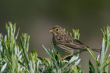sparrow on a grass