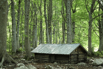 Wooden cottage in a beech forest