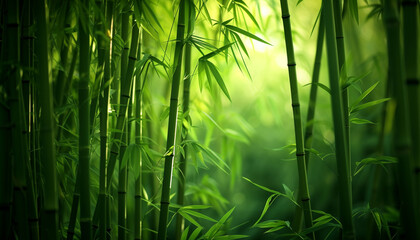 Fototapeta na wymiar bamboo forest in the morning