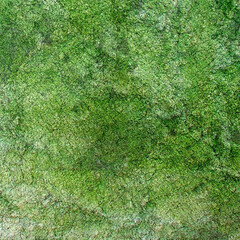 Grass lawn ground building garden plant park vegetation natural texture material surface forest png wallpaper moss farmland pattern