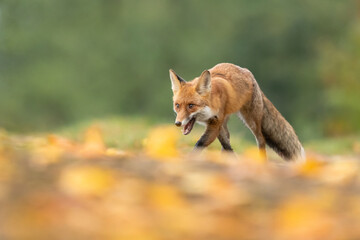Red fox (Vulpes vulpes) is the largest of the true foxes and one of the most widely distributed...