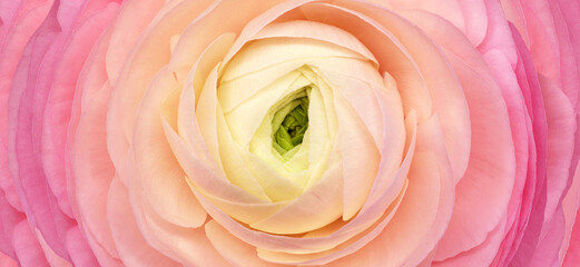 Rose flower. Floral background.  Macro.   Nature.