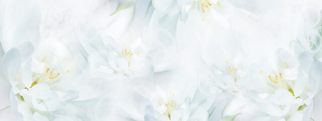 Jasmine  white  flowers. Floral spring background.  Close-up.  Nature.