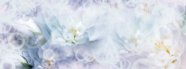 Jasmine  white-blue   flowers. Floral spring background.  Close-up.  Nature.