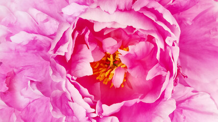 Peony flower. Floral  pink background.  Macro.   Nature.