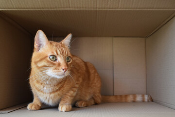 Ginger cat sitting in cardboard box. Red tabby cat playing box.	
