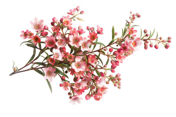 Waxflower Cluster with Tiny Blossoms On Transparent Background.